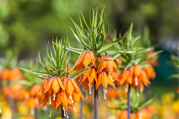 Spring Flower - Fritillaria Imperialis