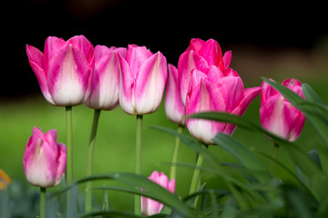 Tulip Blossoms