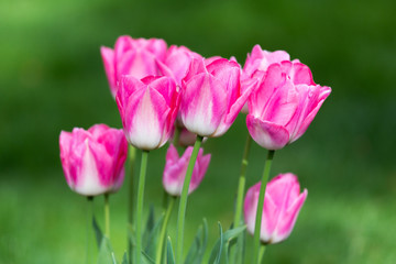 Fototapeta premium Tulip Blossoms