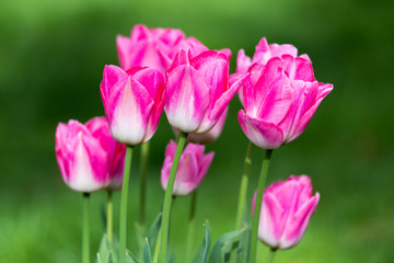 Tulip Blossoms