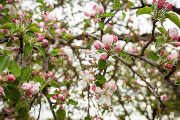 Fototapeta na wymiar spring, tree, blossom, apple, flower, background, flowers, nature, green, floral, white, garden, petal, pink