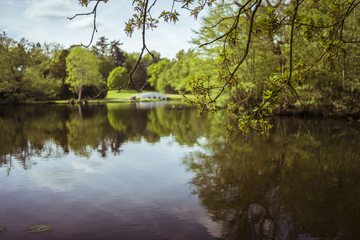 Fototapeta na wymiar Branch on a lake with shallow depth of field.