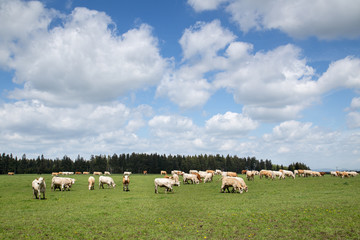 Obraz premium Herd of Cows on Pasture