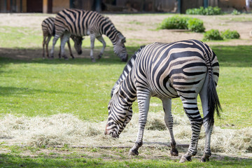 Herd of zebras Chapmanni