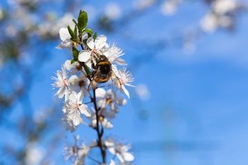 Bumble-bee and the cherry blossoms