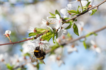 Bumble-bee and the cherry blossoms