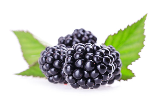 blackberry with leaf