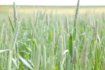 field of grain