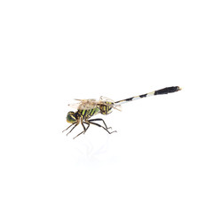 Dragonfly sideview isolate on white background