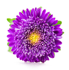 purple chrysanthemum flower