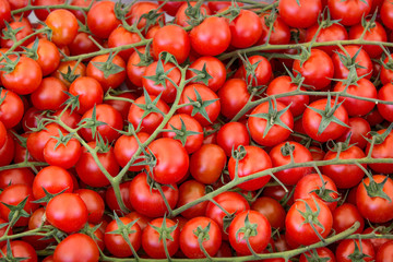 fresh tomatoes / Display with fresh tomatoes