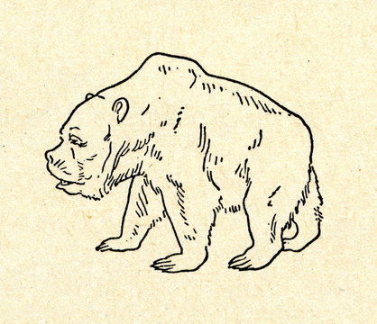 Cave Bear (Ursus Spelaeus) 