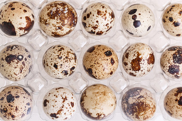 quail egg