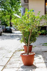 Street trees vase