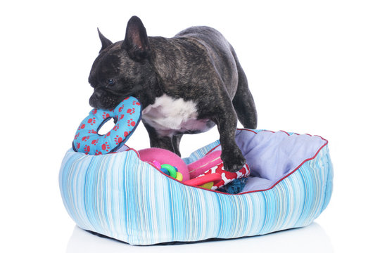 French Bulldog With Dog Bed And Lots Of Toys