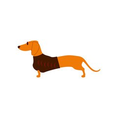 Dachshund in sunglasses