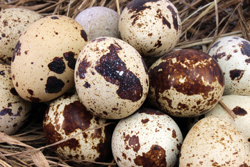 Many spotted quail