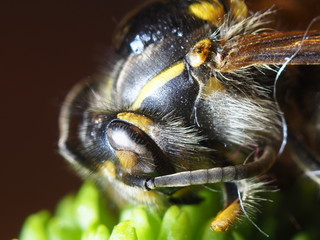 Wespenmakro Nahaufnahme 