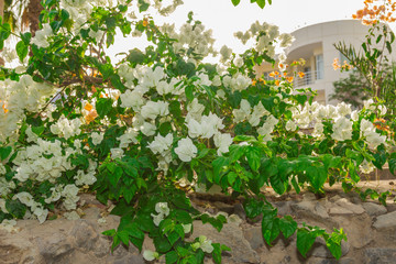 Exotic flowers and plants Egypt