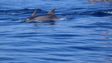 delfini nell'arcipelago di La Maddalena