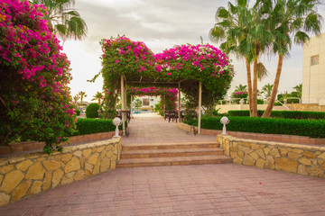 Fototapeta premium Exotic flowers and plants Egypt