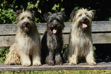 Patrick Jampo Léquipe De Football Et Le Chien