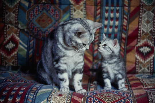 Dialogue d'une chatte et son chaton