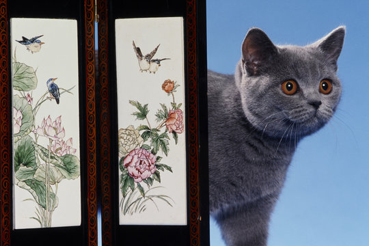 Chat gris derri&egrave;re le paravent