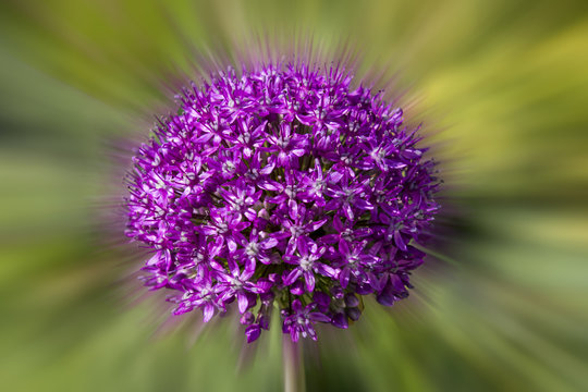 Purple garlic flowers