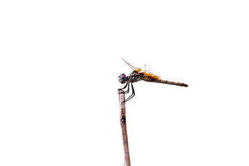 Dragonfly on a white background