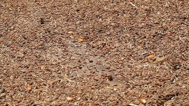 Granary weevil insects