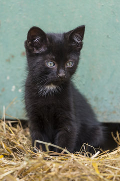 Chatton noir devant la porte de grange de la ferme