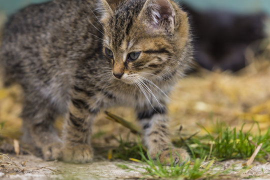 Chatton tigr&eacute; devant la porte de grange de la ferme