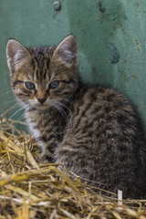 Chatton tigré devant la porte de grange de la ferme