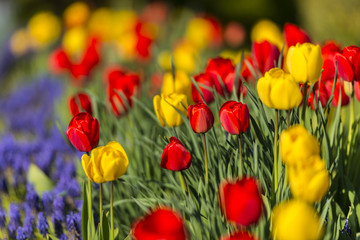 Tulipes jaunes et rouges - Plate-bande de fleurs dans le jardin - Parterre.