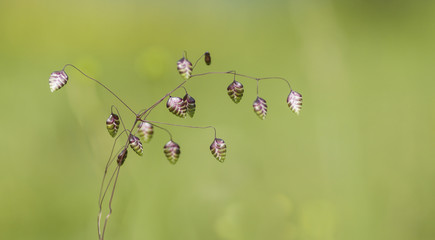 Zittergras