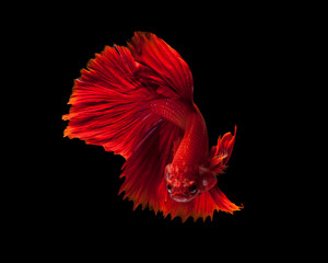 Obraz premium Red siamese fighting fish