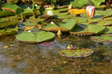Teichfrosch (Pelophylax esculentus) im Seerosenteich
