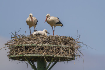 Weißstorch (Ciconia ciconia)