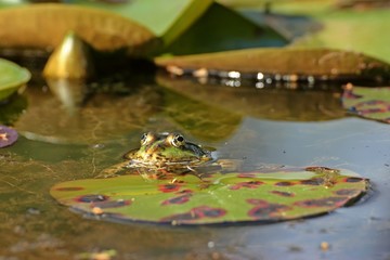 Teichfrosch (Pelophylax esculentus) im Seerosenteich
