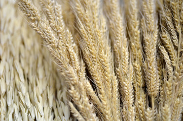 Barley grain