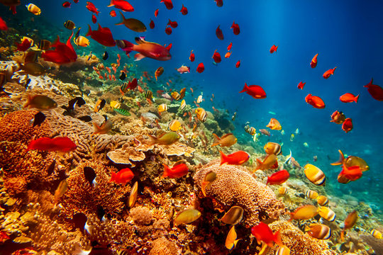 Fototapeta Podwodny krajobraz z tropikalnymi rybami