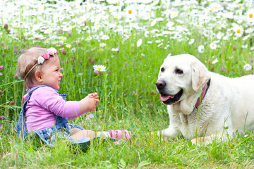 kleines Mädchen spielt mit Labrador