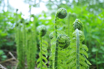 Fern plants in Siberia