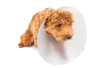 Sad poodle dog wearing protective cone collar on her neck