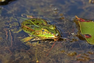 Schwimmender Teichfrosch
