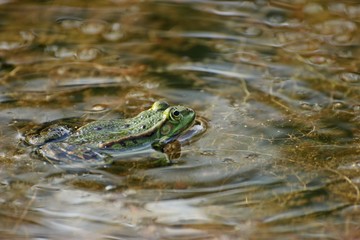 Schwimmender Teichfrosch
