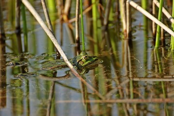 Schwimmender Teichfrosch zwischen Binsen