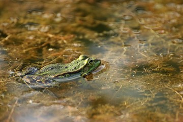 Schwimmender Teichfrosch
