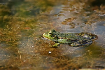 Schwimmender Teichfrosch
